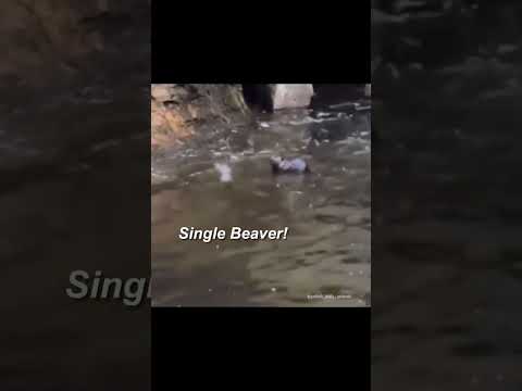 Youtube: Single Beaver? #fyp #funny #shorts #memes #funnyshorts #meme #memesdaily #animals #reels #beaver
