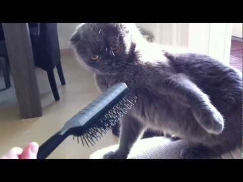 Youtube: VERY ANGRY Cat attacks hairbrush!!!!