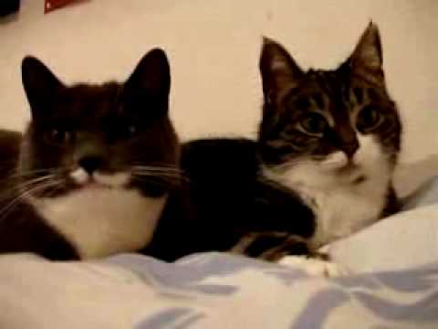 Youtube: Cat Talking, Translation