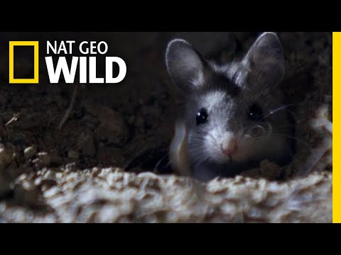 Youtube: The Grasshopper Mouse Is a Killer Howling Rodent | Nat Geo Wild