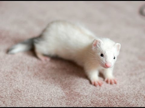 Youtube: DEAF FERRET DOOKING NOISES | WHAT DOES IT SOUND LIKE?