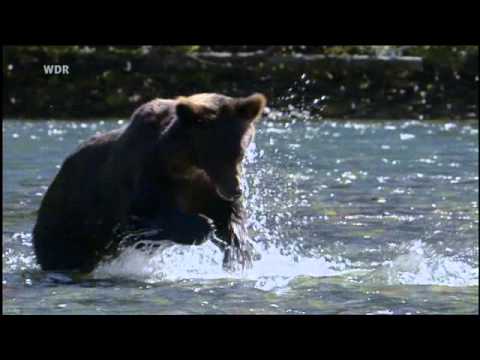 Youtube: Die größten Naturschauspiele der Erde - Die Lachswanderung 3/3