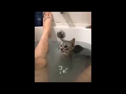 Youtube: A éstos gatos SI les gusta BAÑARSE