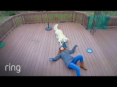 Youtube: THIS Is What Happens if Your Pup Mistakes Your Coat Hood for a Toy | RingTV