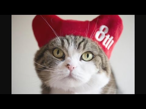 Youtube: まるです８。-I am Maru 8.-