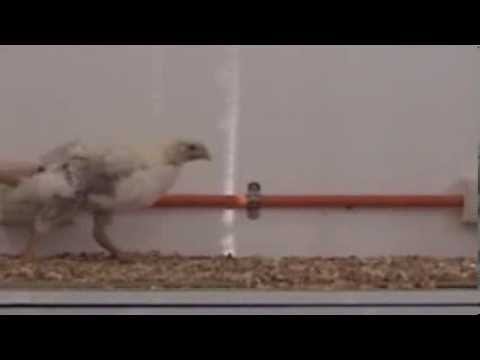 Youtube: Lateral view of a control and an experimental chicken during normal walking