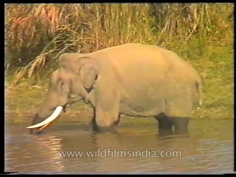 Youtube: Elephant eating fish: first non-vegetarian pachyderm!