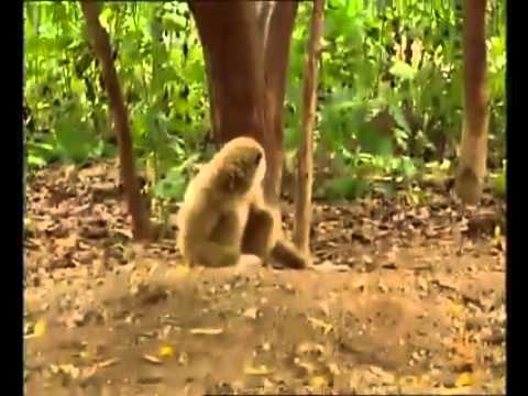 Youtube: Komischer Affe ärgert Tiger.