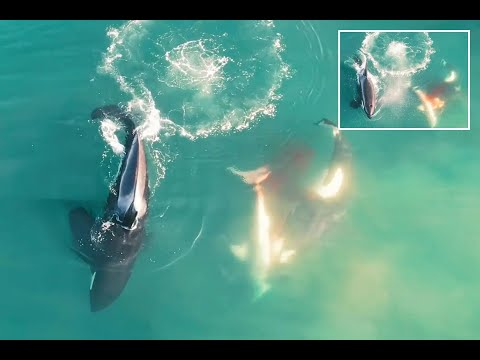 Youtube: First ever drone footage of Orcas killing Great White shark (South Africa, 2022)