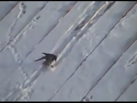 Youtube: Crow skiing down a roof