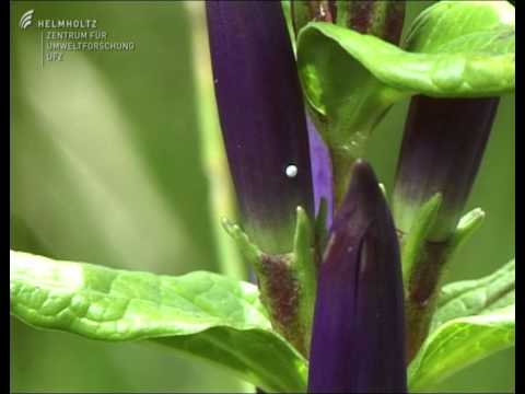 Youtube: Maculinea - bedrohte Schmetterlinge