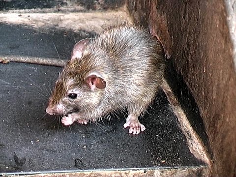 Youtube: Indien - Ratten Tempel - Deshnoke