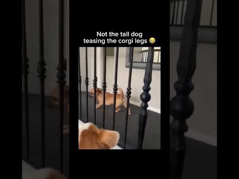Youtube: Stay inspired – subscribe for new content! 🔥 #DogShorts#funnydogs  #corgi