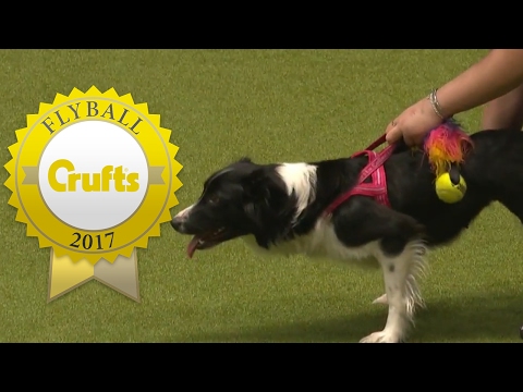 Youtube: Flyball - Team Finals | Crufts 2017