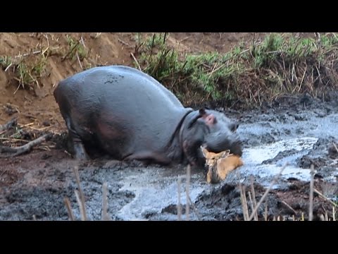 Youtube: Angry Hippo Crushes Antelope