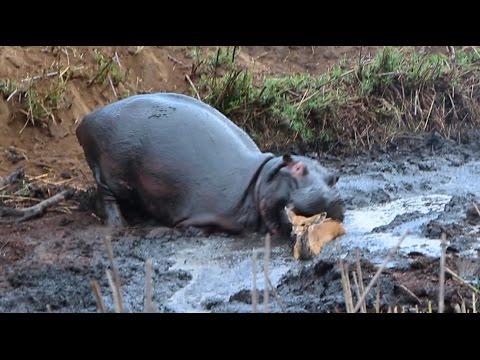 Youtube: Angry Hippo Crushes Antelope