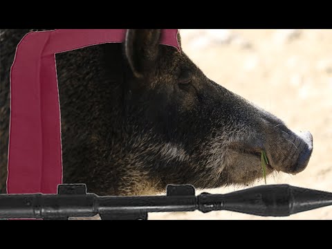Youtube: Wildschwein greift an! Wie verteidigt man sich bei einem Angriff WIRKLICH?