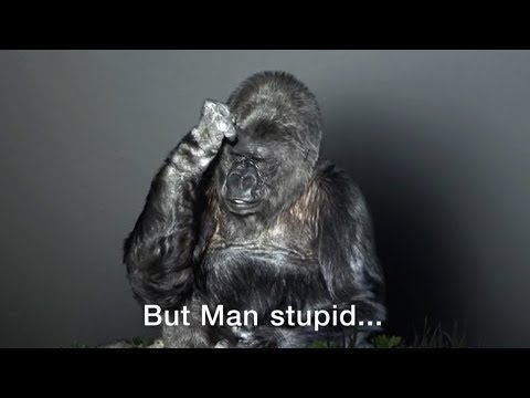 Youtube: Koko Amazing Talking Gorilla - Befriends kitten & gorilla (recounts death of mother by poachers)