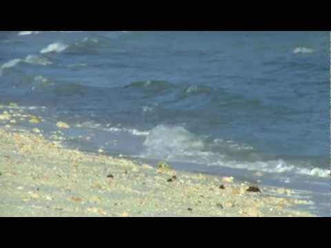 Youtube: Meeresrauschen