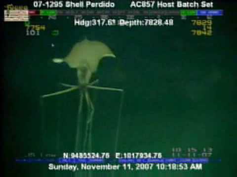 Youtube: Magnapinna Squid vs. Shell Oil