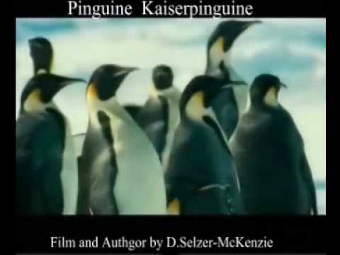 Youtube: Pinguine Kaiserpinguine Tiere Animals von SelMcKenzie Selzer-McKenzie