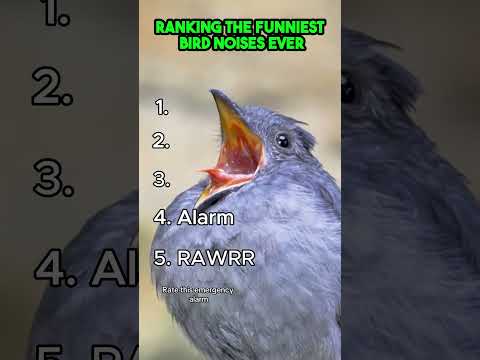 Youtube: Top 5 Bird Sounds That Are Just Too Funny!