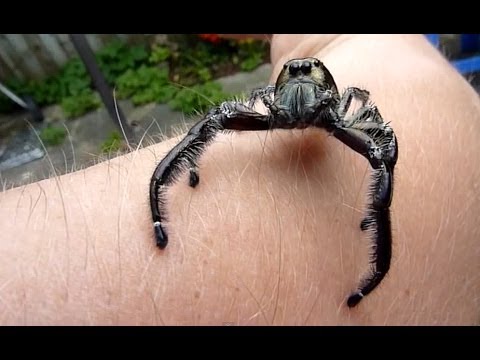 Youtube: Biggest Jumping Spider EVER DOCUMENTED ON CAMERA!! Massive male Hyllus Diardi jumps on the camera!!