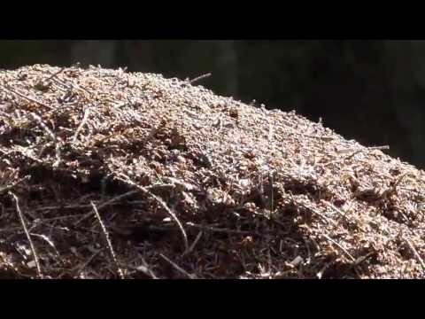 Youtube: Ameisenhaufen