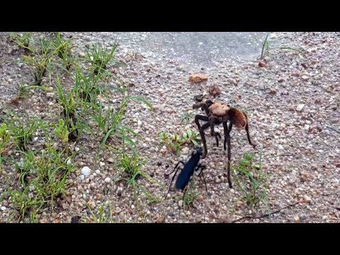 Youtube: Tarantula Hawk vs Tarantula