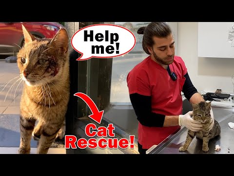Youtube: GELİP YARDIM İSTEDİ! ( Saldırıya Uğrayan Kedi Kliniğe Geldi! )