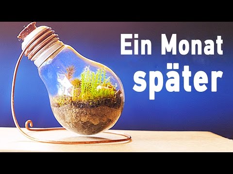 Youtube: Ewiges Terrarium ein Monat später