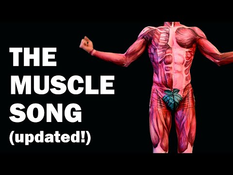 Youtube: THE MUSCLES SONG (Learn in 3 Minutes!) - UPDATED!