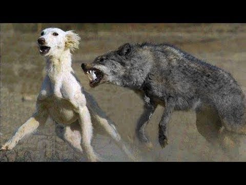 Youtube: Unerwartete Begegnung zwischen Wolf und Hund schockte die Welt. Was dann geschah, ist unglaublich!