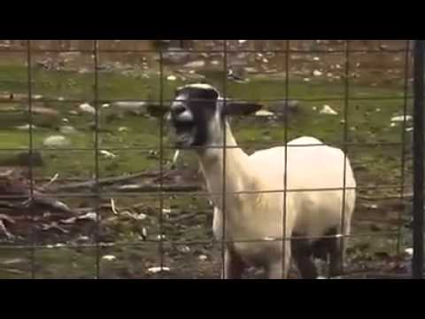 Youtube: Schreiendes Schaf