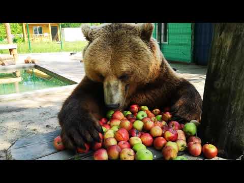 Youtube: Завтрак медведя Мансура