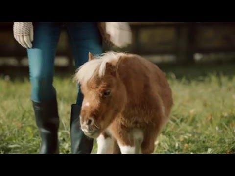 Youtube: Amazon TV Ad -- A Lonely Little Horse