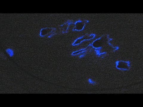 Youtube: Blutspuren finden mit Luminol (Finding blood traces with luminol)