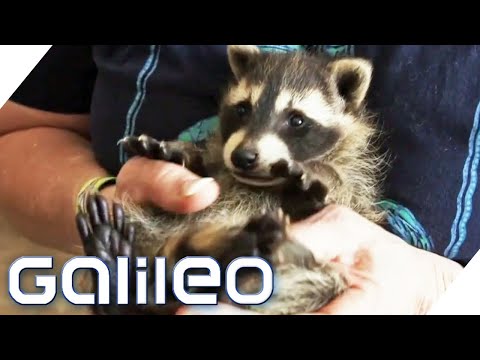 Youtube: Waschbären-WG: Paar lebt mit 7 Waschbären | Galileo | ProSieben