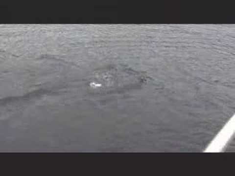 Youtube: LochNess Monster CAUGHT ON TAPE!!!!!!