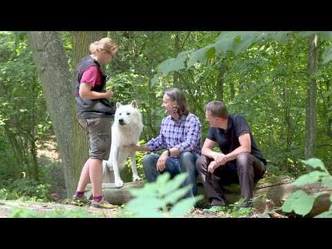 Youtube: In Österreich tanzen Manager mit Wölfen