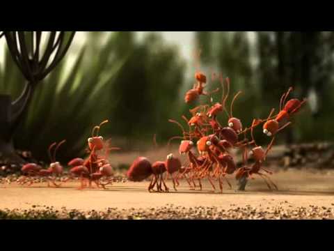 Youtube: Ameisen gegen Ameisenbär / Ants vs. Anteater