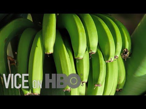 Youtube: Bananas As We Know Them Are Doomed