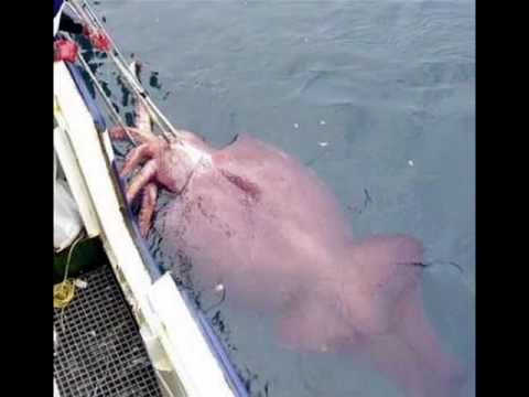 Youtube: GIANT SQUID!!!