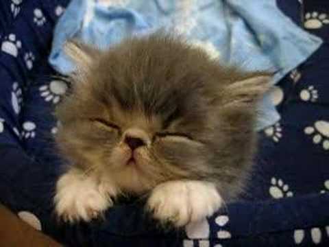 Youtube: Sweet Tired Cat [-.-]Zzz - Fluffy Persian Kitten -