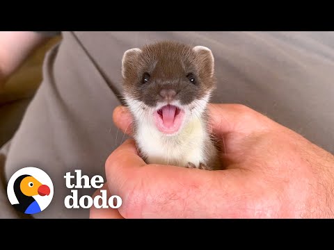Youtube: Tiny Baby Stoat Has The Best Reaction When She Meets Someone Like Her | The Dodo Little But Fierce