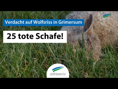 Youtube: 25 tote Schafe! Verdacht auf Wolfsriss in Grimersum (Ostfriesland)