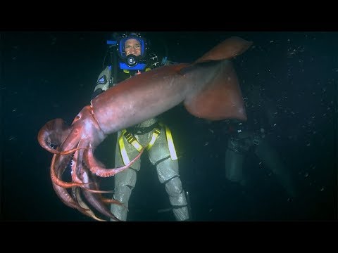 Youtube: Red Devil Squid BITES diver | Deadly 60 | Earth Unplugged