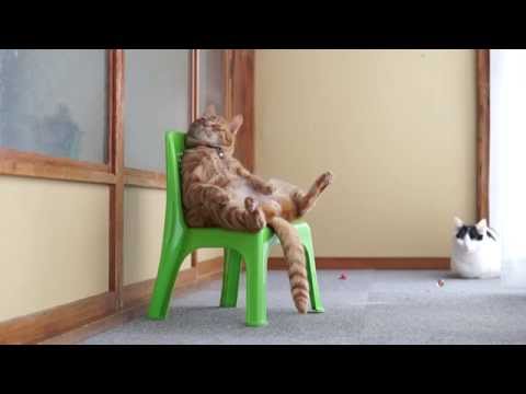 Youtube: かご猫 x 椅子に座る猫　Cat sitting in a chair 2014#2