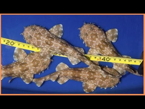 Youtube: Wobbegong | The Ocean's Carpet Shark 🦈