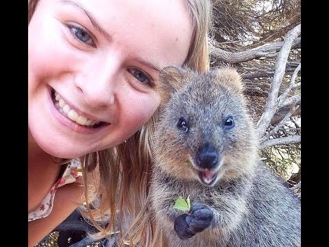 Youtube: Happy Quokkas Smile Demis Roussos